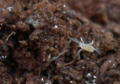 Pistius truncatus, Acaro(?), Nuctenea sp.