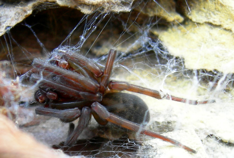 Amaurobius sp. maschio