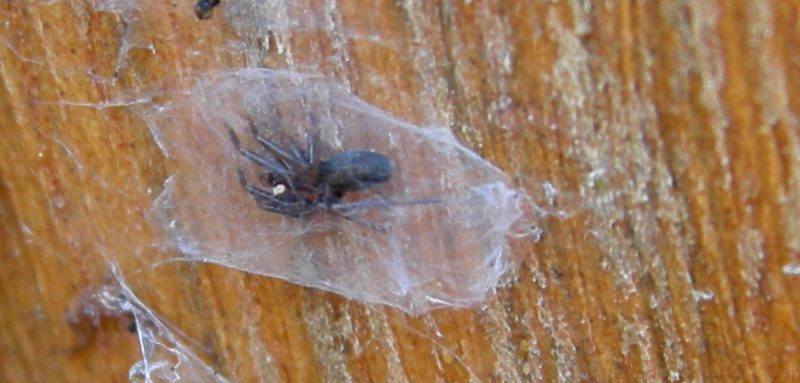 Gnaphosidae, Anyphaena sp. e Philodromus)