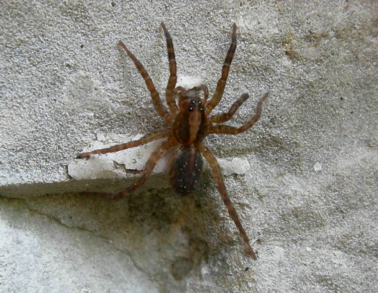 Trochosa sp.