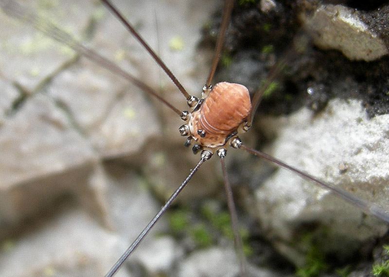 Leiobunum limbatum del Trentino