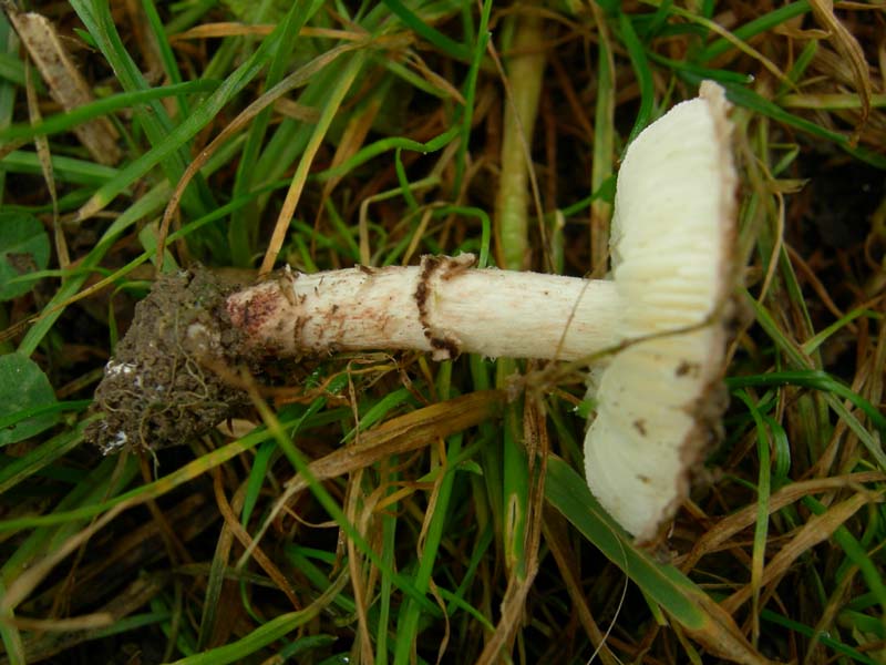 10 funghi da determinare...