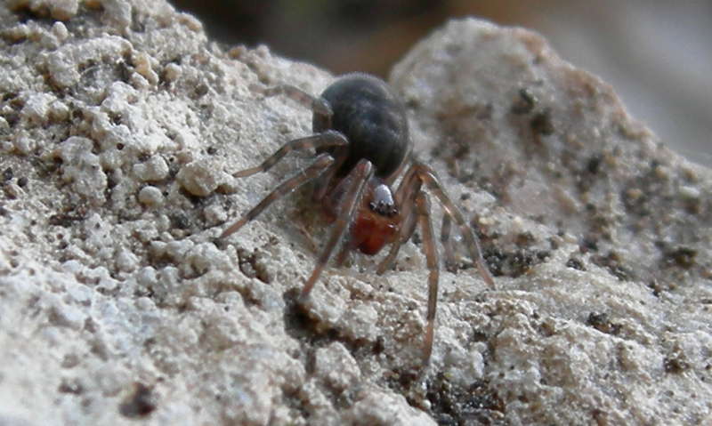 Amaurobius sp.