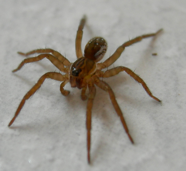 Pirata sp.