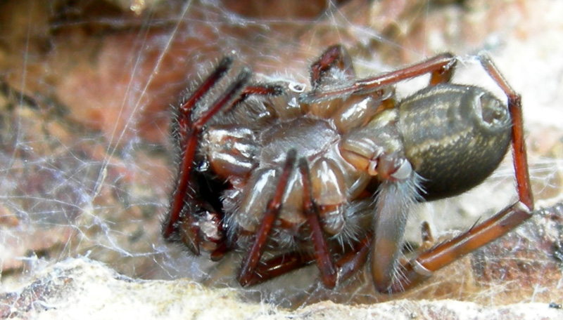 Amaurobius sp. maschio
