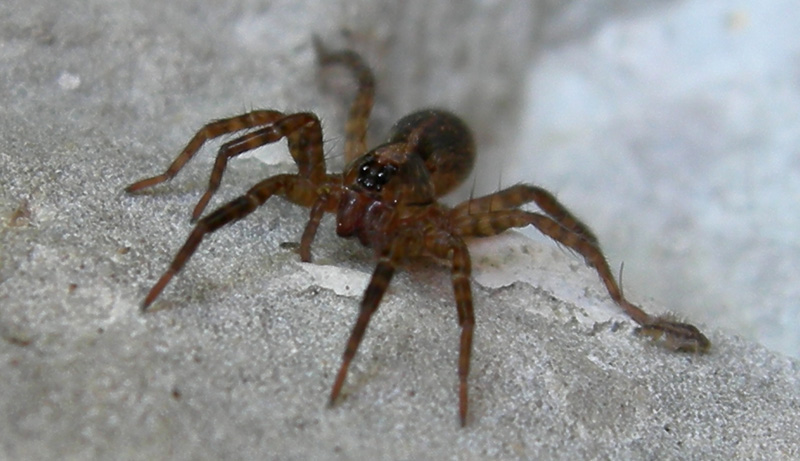 Trochosa sp.