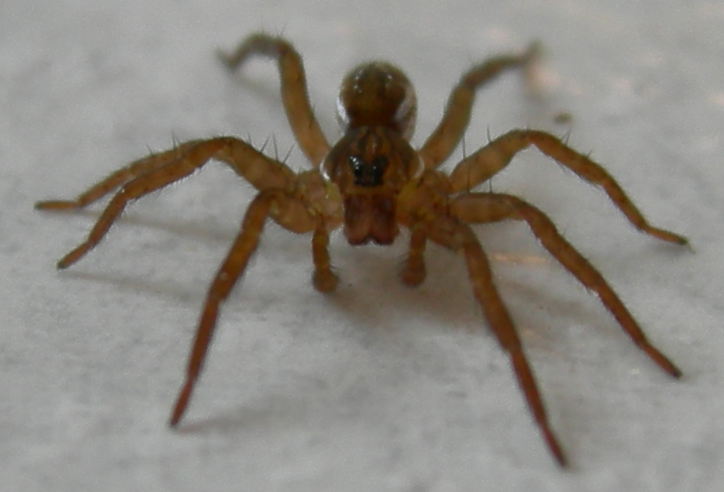 Pirata sp.