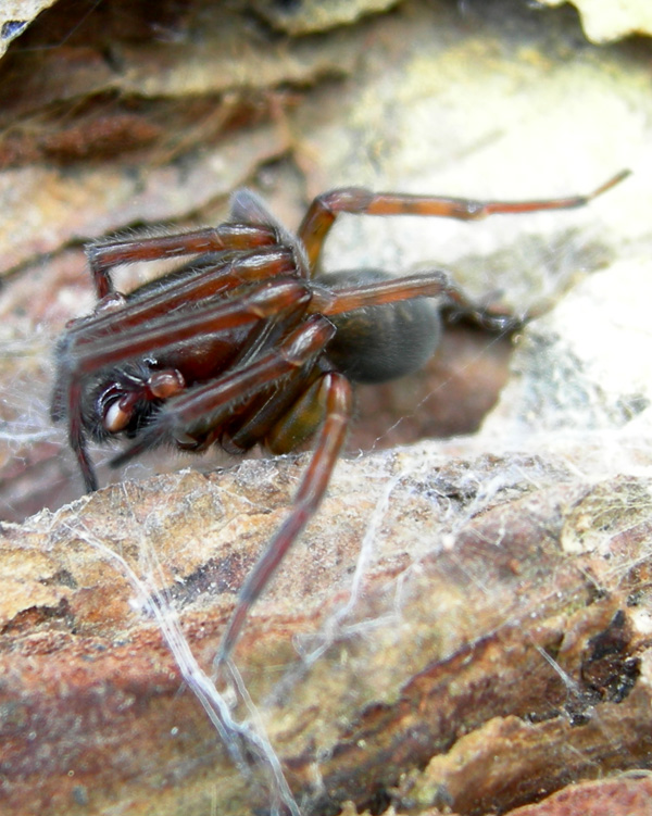 Amaurobius sp. maschio