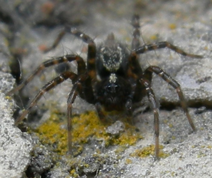 Textrix sp.