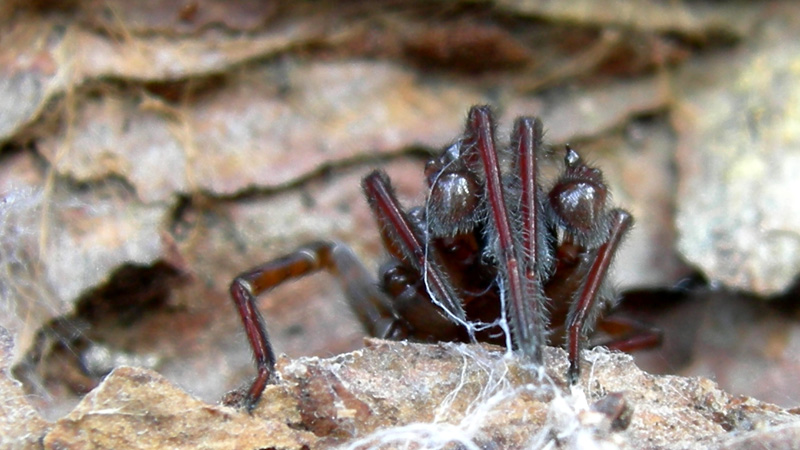 Amaurobius sp. maschio