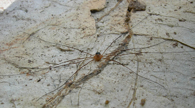 Opilione del Trentino: Amilenus aurantiacus