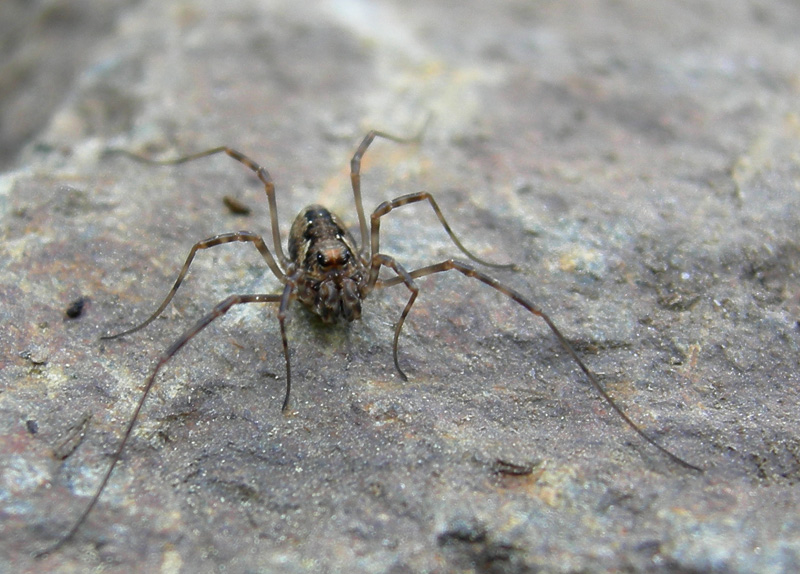 Opilione del Trentino: Platybunus/Metaplatybunus juv.