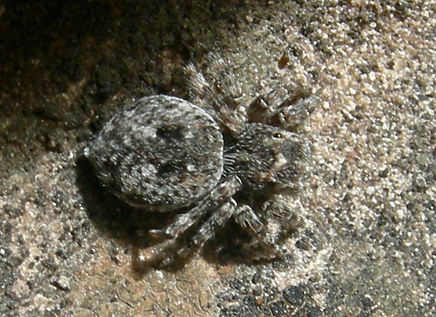 Salticidae