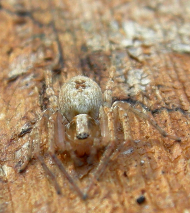 Gnaphosidae, Anyphaena sp. e Philodromus)