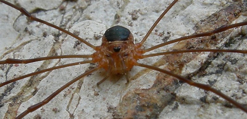 Opilione del Trentino: Amilenus aurantiacus