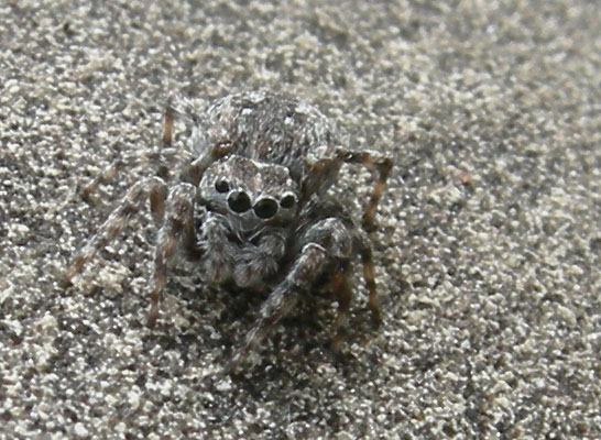 Salticidae
