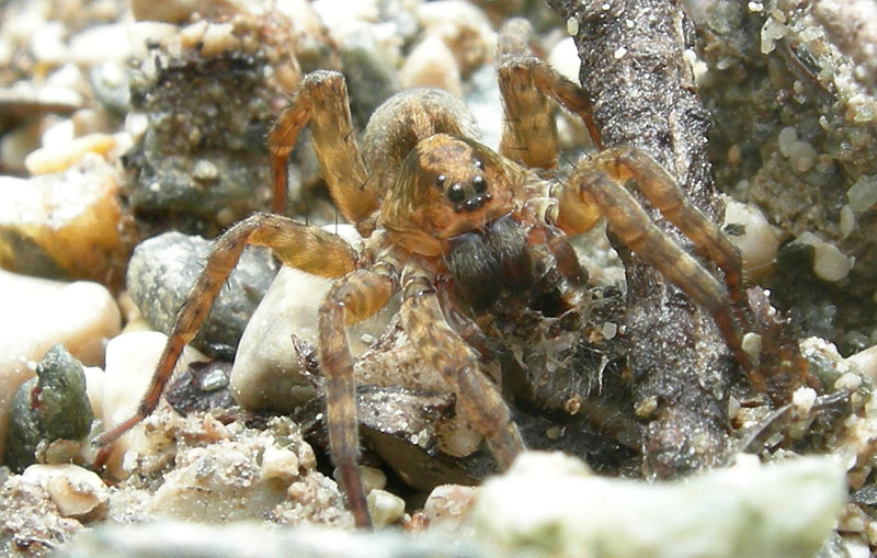Trochosa sp. - Lycosidae.............dal Trentino