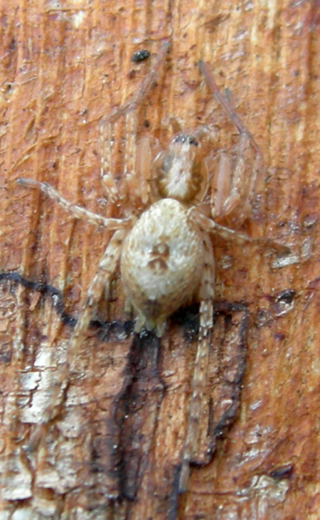 Gnaphosidae, Anyphaena sp. e Philodromus)