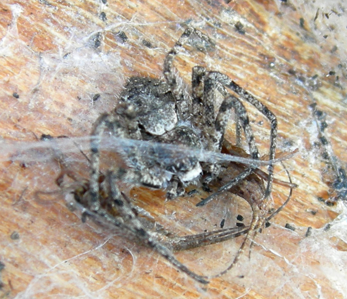 Gnaphosidae, Anyphaena sp. e Philodromus)