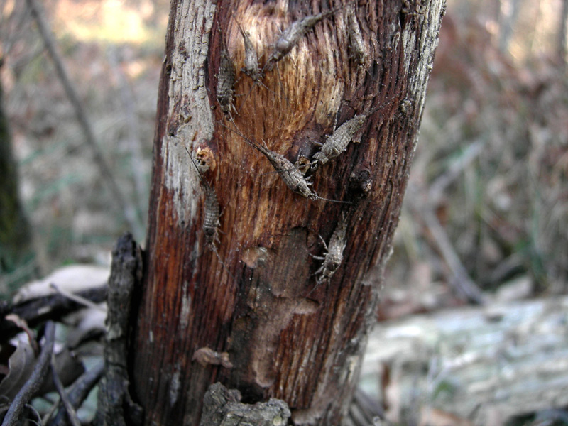 Gnaphosidae, Anyphaena sp. e Philodromus)