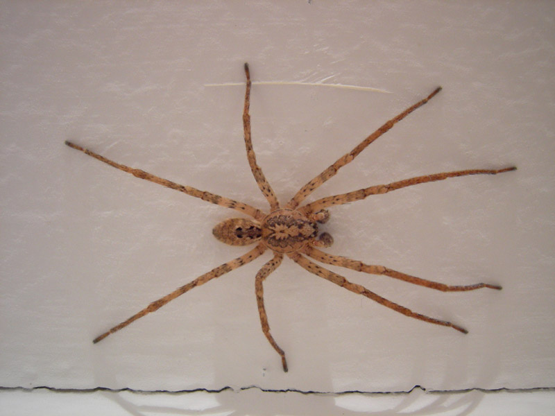 Zoropsis spinimana