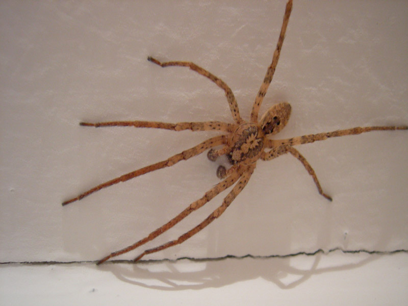 Zoropsis spinimana