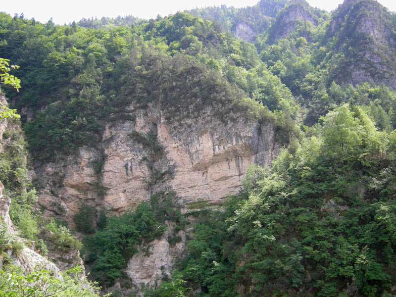 Physoplexis comosa / Raponzolo di roccia