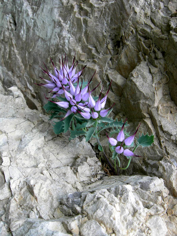 Physoplexis comosa / Raponzolo di roccia