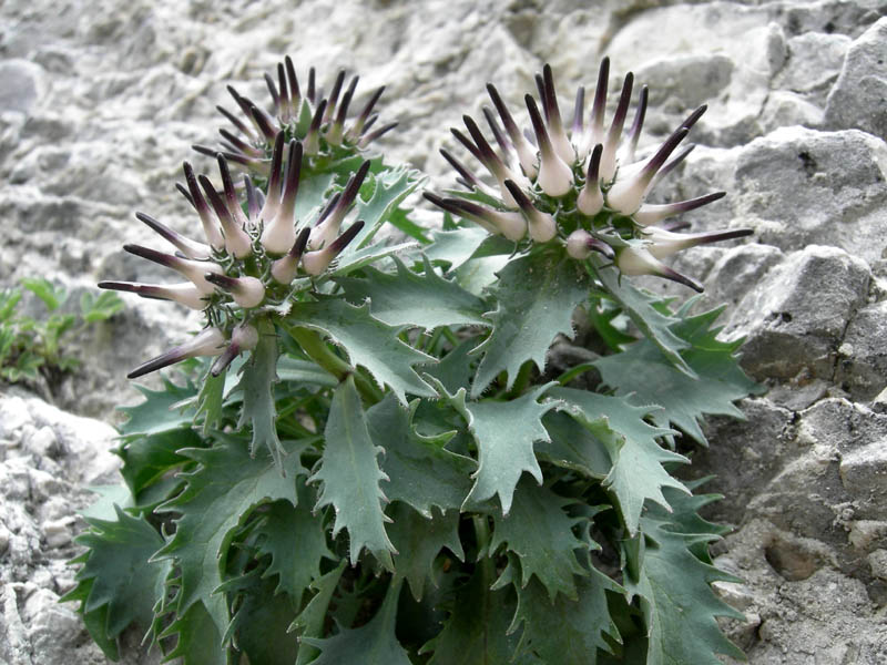 Physoplexis comosa / Raponzolo di roccia