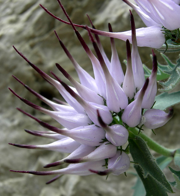 Physoplexis comosa / Raponzolo di roccia