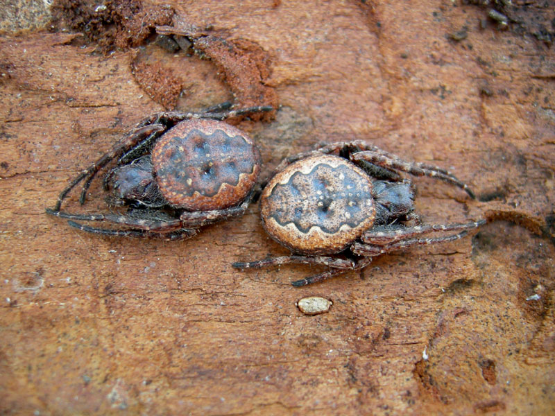 Pistius truncatus, Acaro(?), Nuctenea sp.