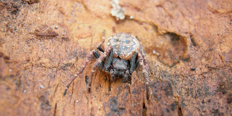 Pistius truncatus, Acaro(?), Nuctenea sp.