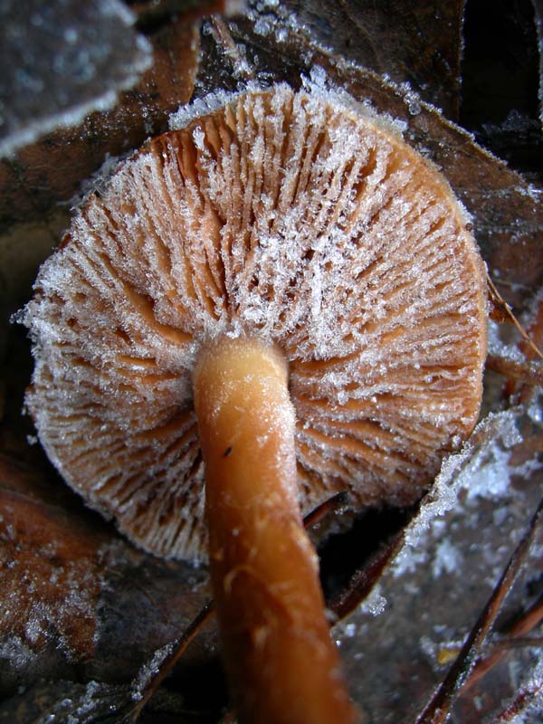 A caccia di Pleurotus.....parte2.