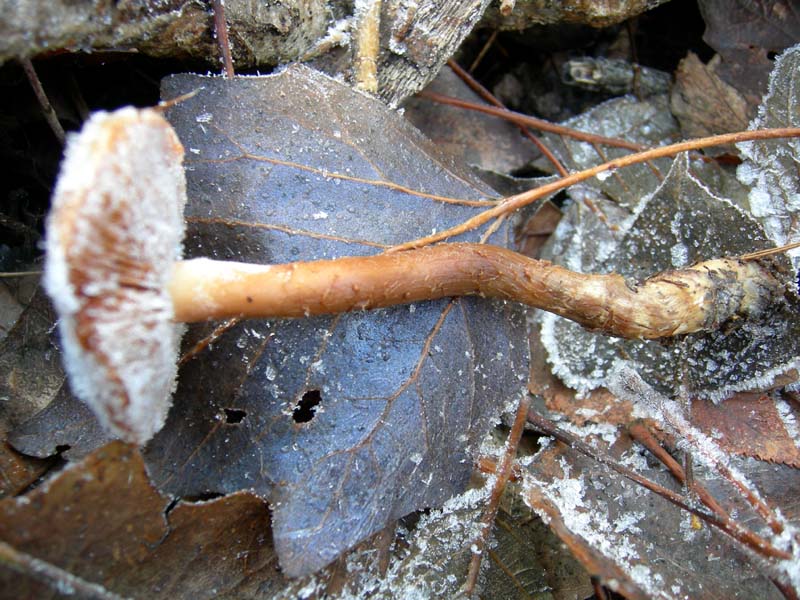 A caccia di Pleurotus.....parte2.