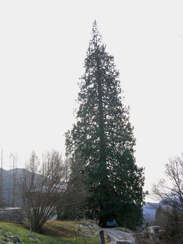 Sequoiadendron giganteum / Sequoia gigante