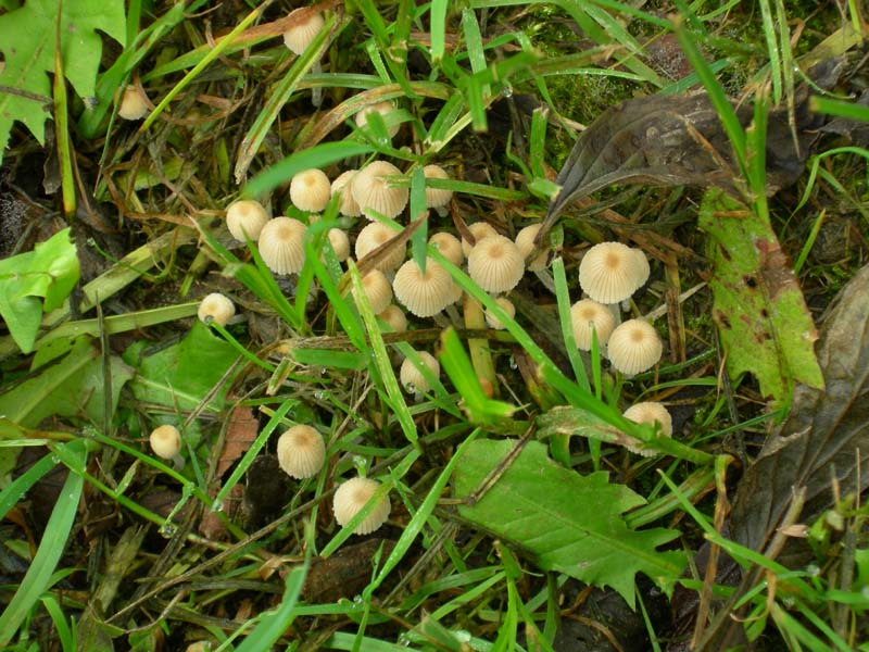 10 funghi da determinare...