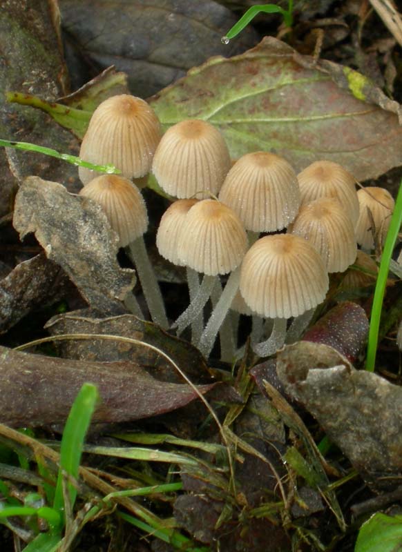 10 funghi da determinare...