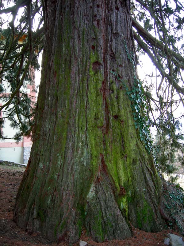 Sequoiadendron giganteum / Sequoia gigante