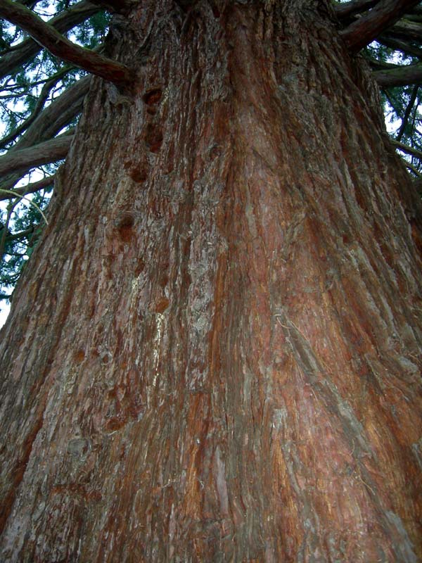 Sequoiadendron giganteum / Sequoia gigante