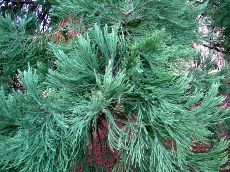 Sequoiadendron giganteum / Sequoia gigante