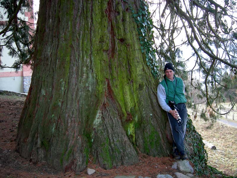 Sequoiadendron giganteum / Sequoia gigante