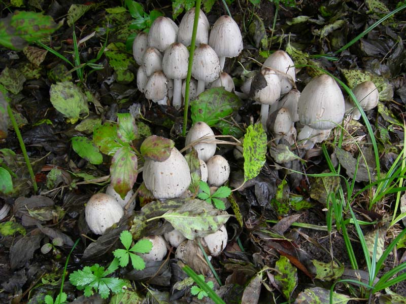 10 funghi da determinare...