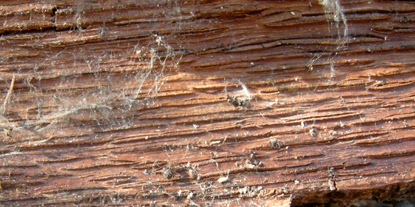 Philodromidae. Gnaphosidae, Theridiidae ........