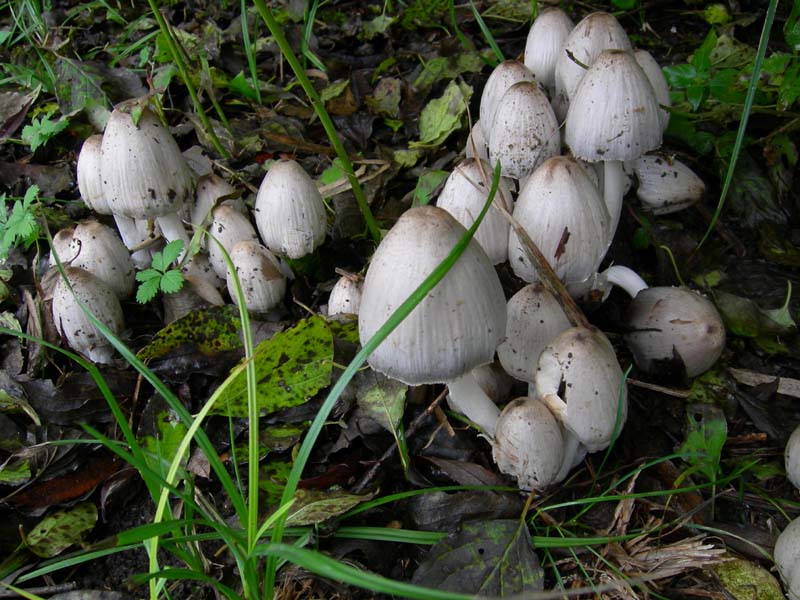 10 funghi da determinare...