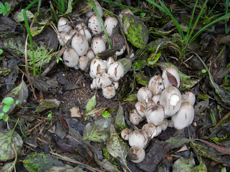 10 funghi da determinare...