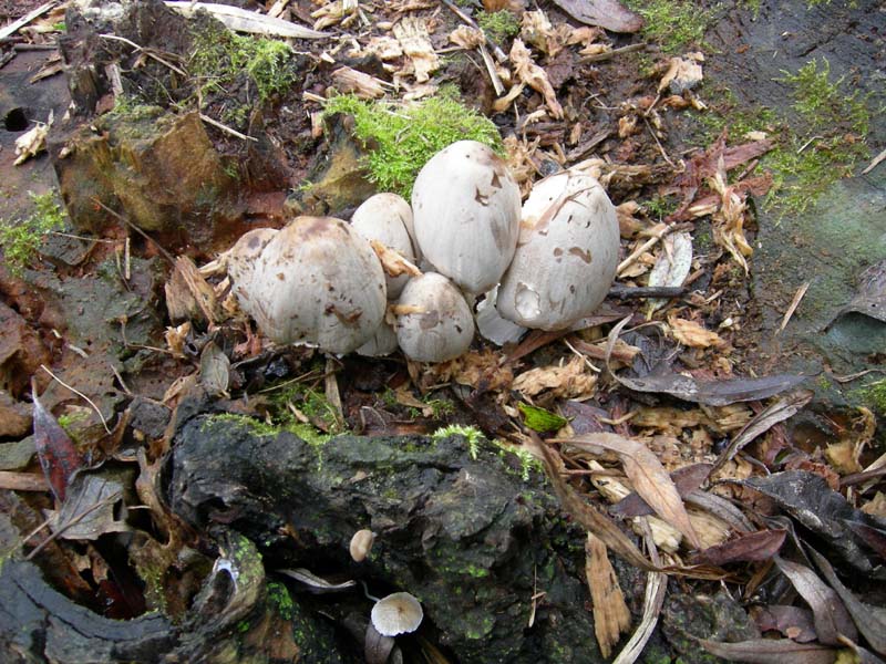 10 funghi da determinare...