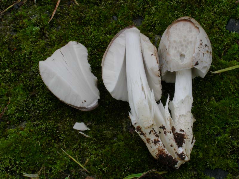 10 funghi da determinare...