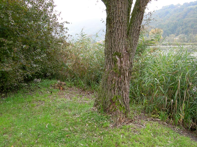 10 funghi da determinare...