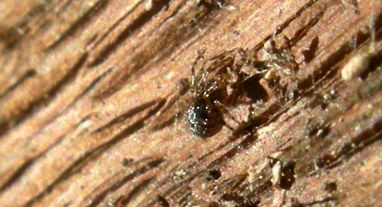 Philodromidae. Gnaphosidae, Theridiidae ........