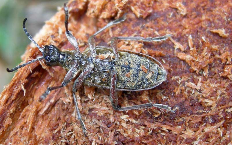 Rhagium inquisitor